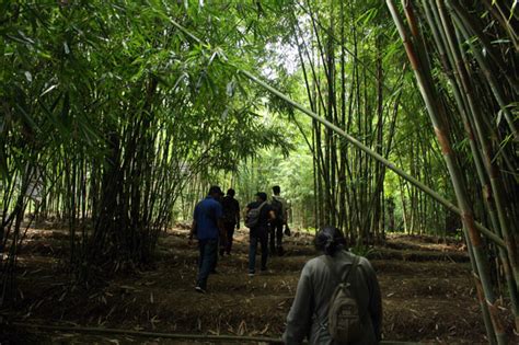 Taman Bambu Cara Unik Mengemas Bambu Menjadi Wisata Edukasi Gaya Hidup