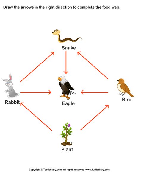 Complete The Food Web Draw The Arrows Worksheet Turtle Diary