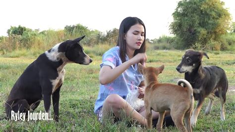 Beautiful Asian Girl Train Feeding Dogs Foods In Village How To Feed