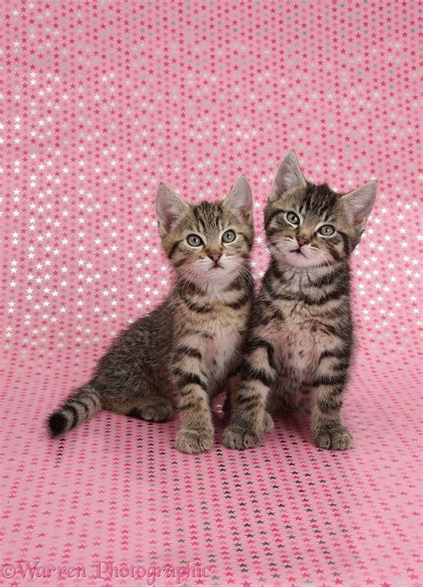 Cute Tabby Kittens Sitting On Starry Background Photo Wp36427