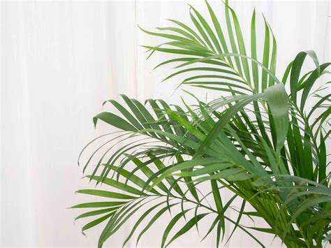 How To Grow And Care For Areca Palm