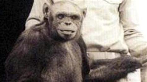 Human Chimp Hybrid ‘humanzee Reportedly Born In Lab 100 Years Ago