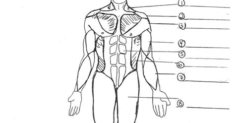 Simple Muscles Labeled Front And Back Body Muscle Chart Muscle