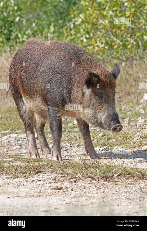 Feral Pig Banque De Photographies Et Dimages à Haute Résolution Alamy