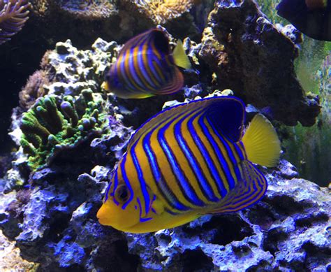 Regal Angel Fish Reef2reef Saltwater And Reef Aquarium Forum