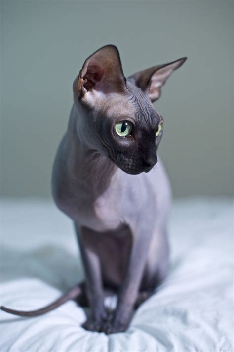 Hairless Sphynx Cat Looks Very Much Like Our Beloved