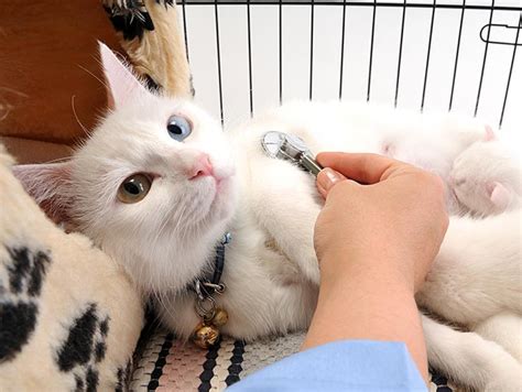Cat adoption & cat rescue: Adoption Center Near Me Cats - The O Guide