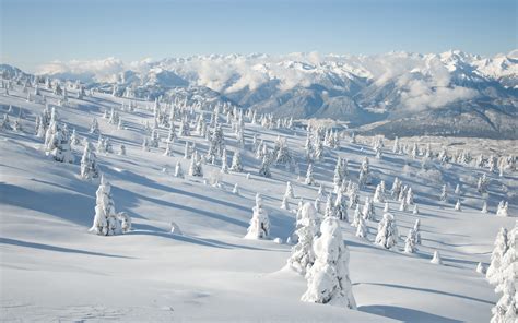 Online Crop Trees On Mountain Covered With Snow Winter Snow Trees