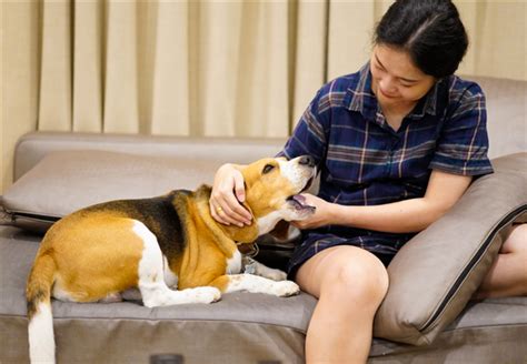 Ultimate Guide To Assistance Animals And Emotional Support Animals In