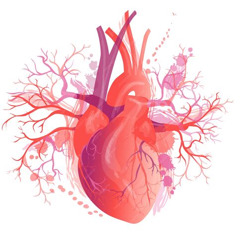 Premium Vector Vector Realistic Human Heart