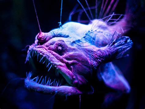 In Photos Spooky Deep Sea Creatures Live Science