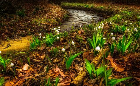 Spring Lilies Of The Valley Stream Nature Flowers Wallpapers Hd