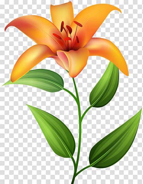 Lilium Bulbiferum Tiger Lily Flower Hemerocallis Fulva Flower