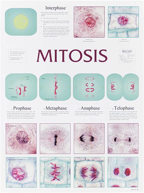Mitosis Chart Flinn Scientific