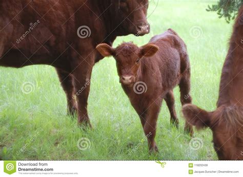 Young Cow Veal Calf Grazing In Green Field Summer Farming Agriculture