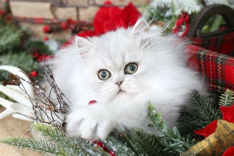 Our kittens know only love from the moment they are born. Silver Persian KittensUltra Rare Persian Kittens For Sale ...