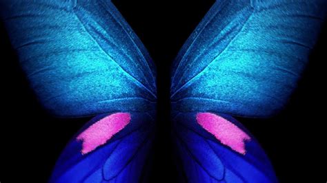 Live Butterfly Wallpapers Wallpaper Cave