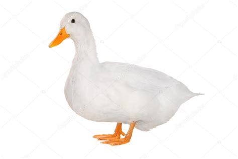White Duck ⬇ Stock Photo Image By © Bazil 43435629