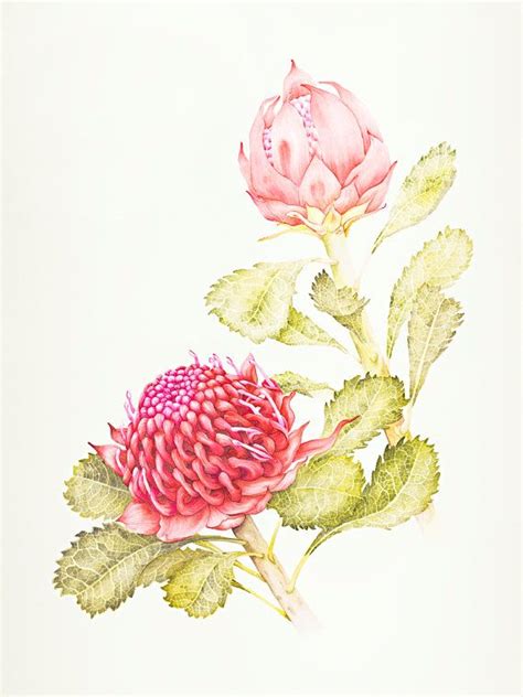 Waratah Botanic Illustration Fine Art Print 12 X By Kateknottart 40