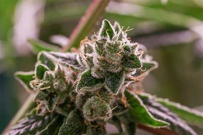 Marijuana Ways Cannabis Flower Smoking Many Americans