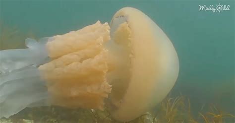 Giant Jellyfish The Size Of A Human Spotted By Divers Off English Coast