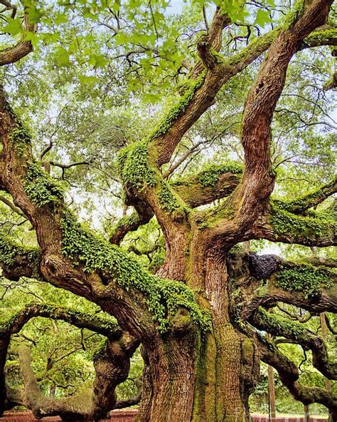 Amazing Nature Angel Oak Trees Weird Trees Nature Photography Trees