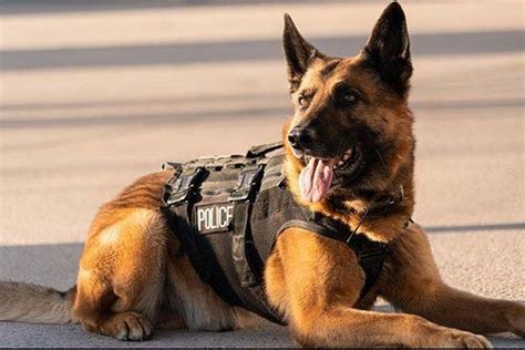 Photos Meet Northern Colorados Dogs Of Law Enforcement