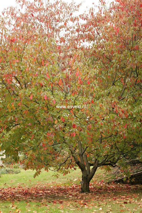 74 Best Ornamental Trees For Zone 4 And 5 Images On Pinterest