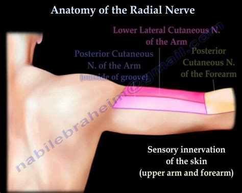 Anatomy Of The Radial Nerve Everything You Need To Know Dr Nabil