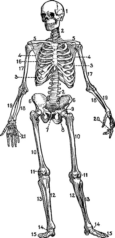 Vintage anatomy diagrams black and white : Antique Drawing of a Skeletal Chart. This would be cool ...