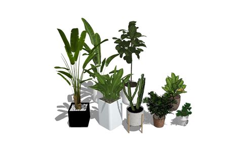 Plants Collection Sketchup Model 3d Free Sketchup Mod