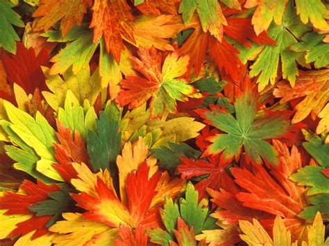 Free Desktop Wallpaper Autumn Leaves Wallpapersafari