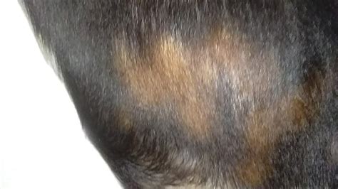 Some Portion Of My Dogs Black Fur Is Turning Brown It Already