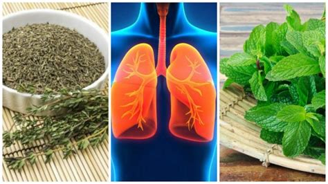 Hierbas Que Puedes Utilizar Para Mejorar Tu Salud Pulmonar Mejor Con Salud