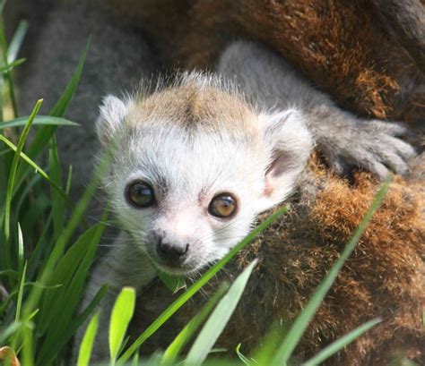 Twycross Zoos Baby Crowned Lemur Snacks On A Little Grass