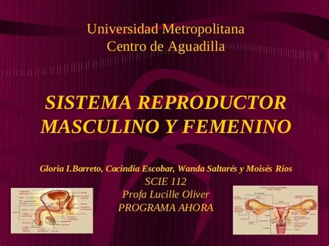 Sistema Reproductor Masculino Y Femenino