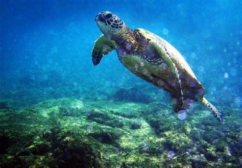 Fwc Reminder Do Not Disturb Floridas Nesting Sea Turtles Wink News