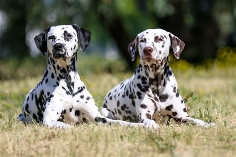 Dalmatian Lifespan Exploring Dalmatian Life Expectancy