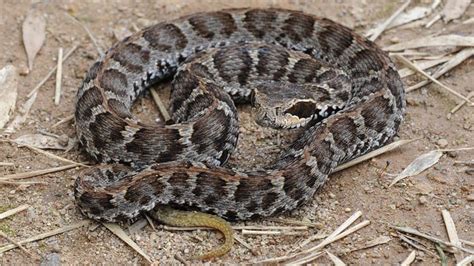 The 7 Most Common Types Of Snakes Found In South Korea Nature Blog