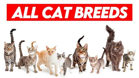All Cat Breeds A Z Visual Guide To Feline Diversity Youtube