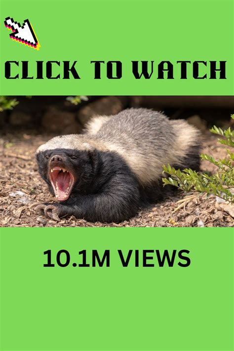 Honey Badger Is The Most Aggressive And Fearless Animal In The World
