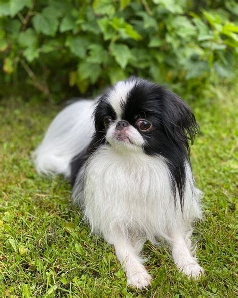 17 Amazing Facts About Japanese Chin You Probably Never Knew Page 3