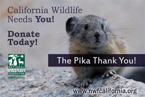 California Wildlife Needs You Donate Today To The National Wildlife