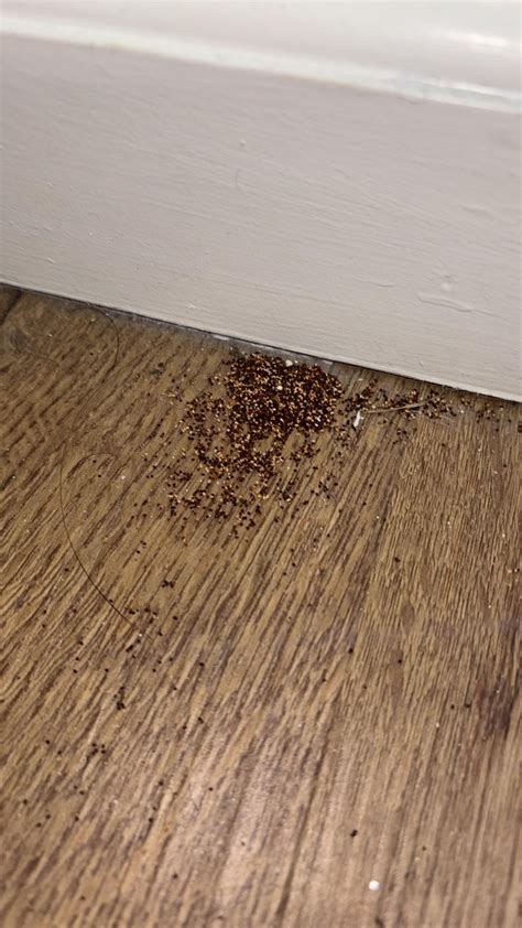 Are These Termite Droppings Rtermites