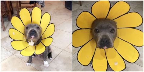 Shop the top 25 most popular 1 at the best prices! Creative Mom Turns Dog's Cone of Shame Into A Sunflower