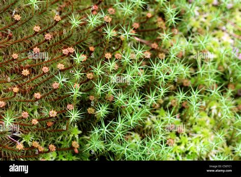 Background Of Green Mosses Polytrichum Stock Photo Alamy