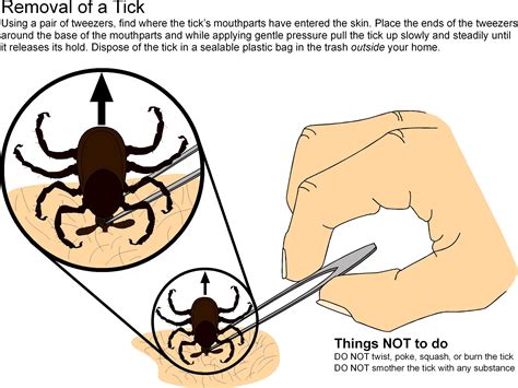 Embedded Tick Removal On Dogs Ticks Diseases Monitoring