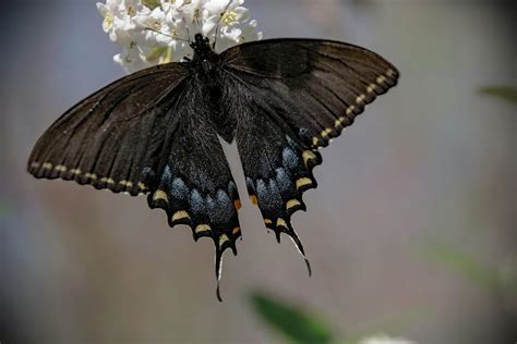 Eastern Tiger Swallowtail Photograph By Lucy Banks Fine Art America