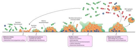 Bacterial Biofilms And Health Encyclopedia Of The Environment