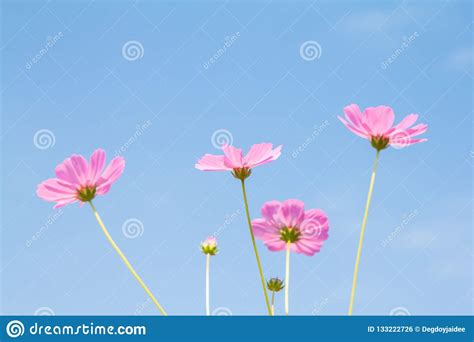 Pink Cosmos Flower Group In Beautiful Blue Sky Nature Background Stock